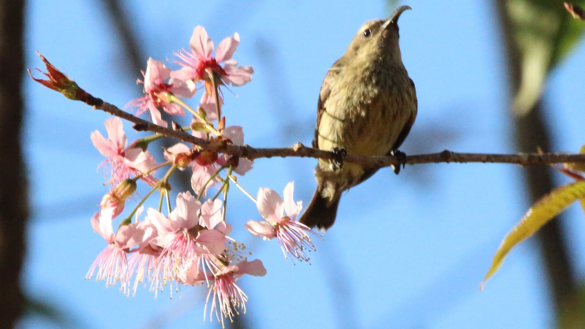 Amethyst Sunbird - ML617526639