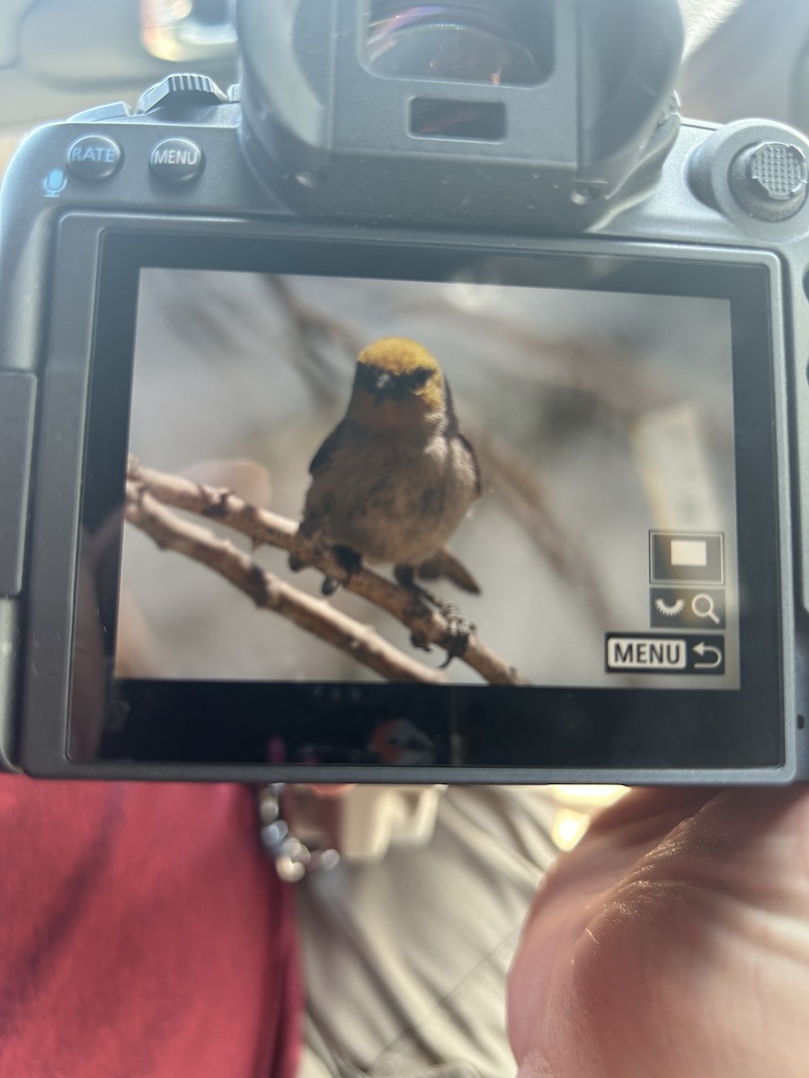 Pájaro Moscón Baloncito - ML617526677