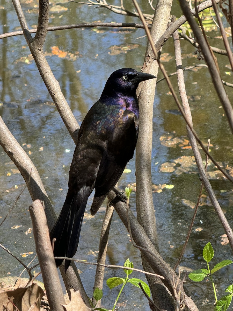 Common Grackle - Sarah Roberts