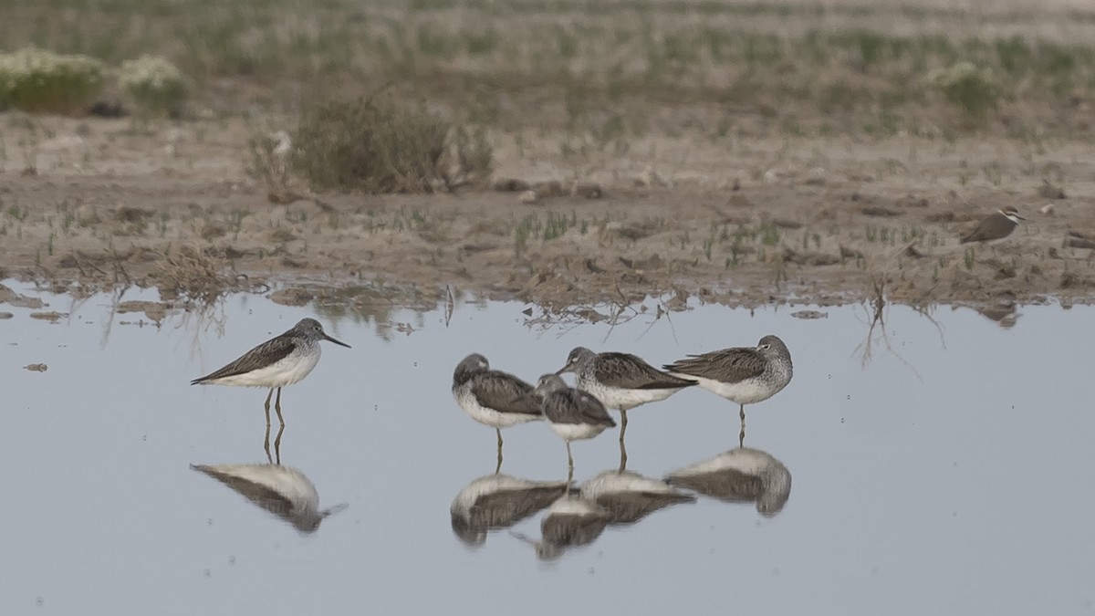 gluttsnipe - ML617526695