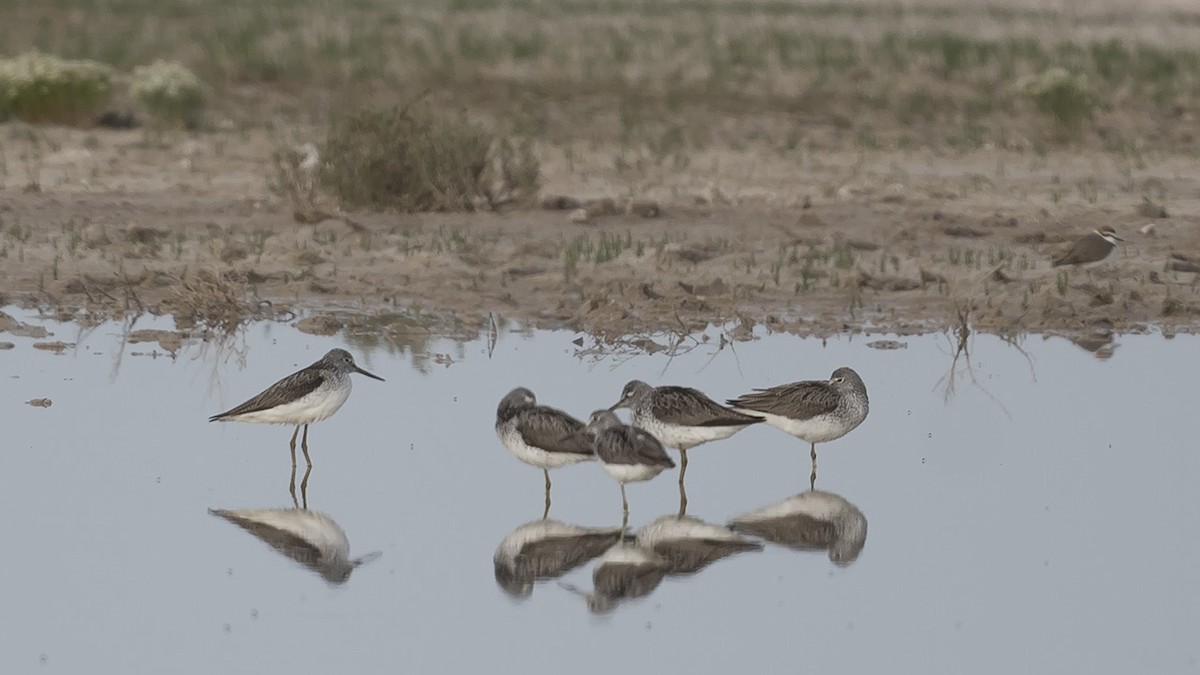 Common Greenshank - ML617526695