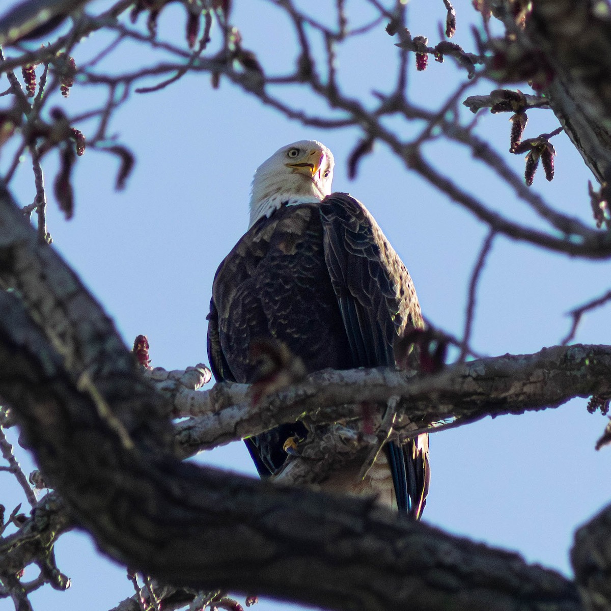 Bald Eagle - ML617526704