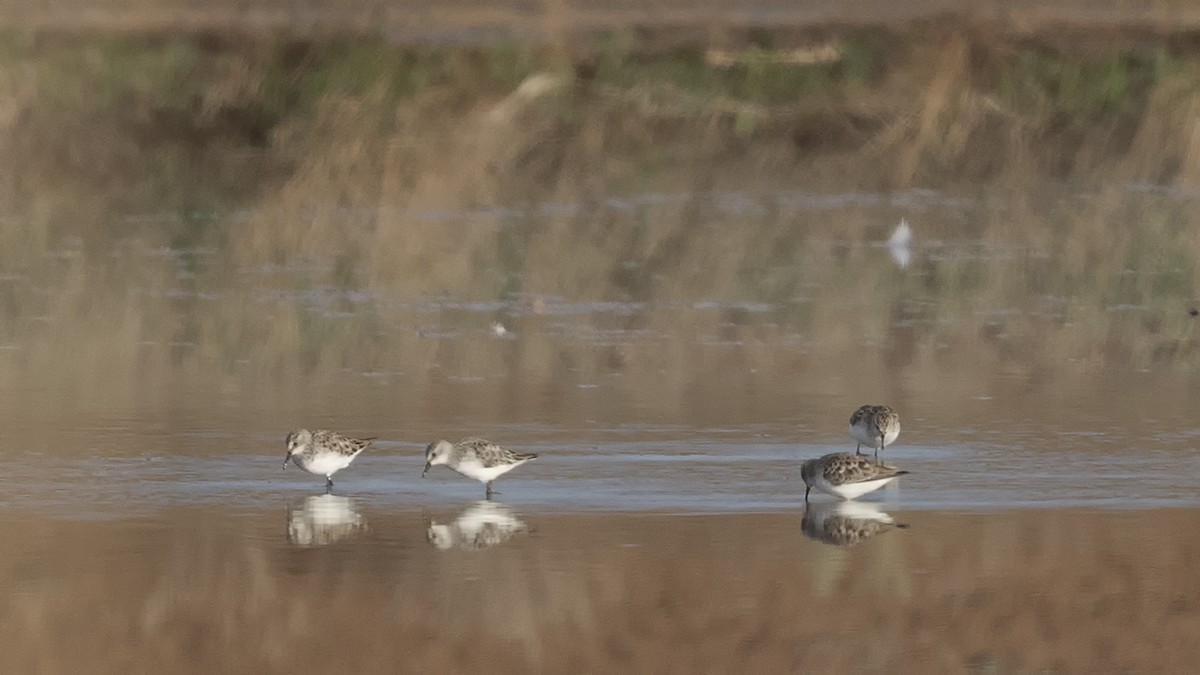 dvergsnipe - ML617526706