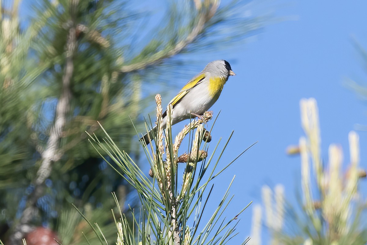 Lawrence's Goldfinch - ML617526709