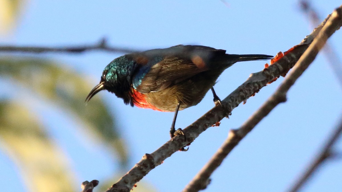 Eastern Double-collared Sunbird - Rick Folkening