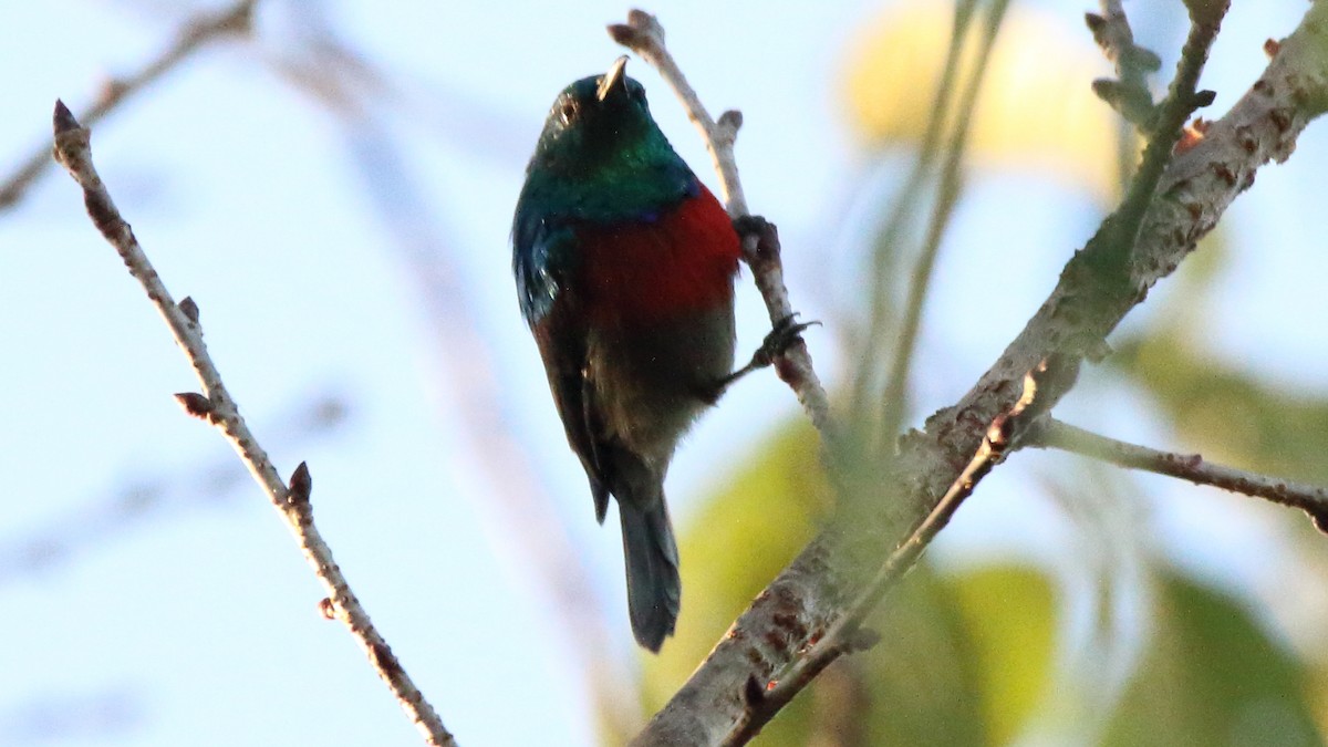 Eastern Double-collared Sunbird - Rick Folkening