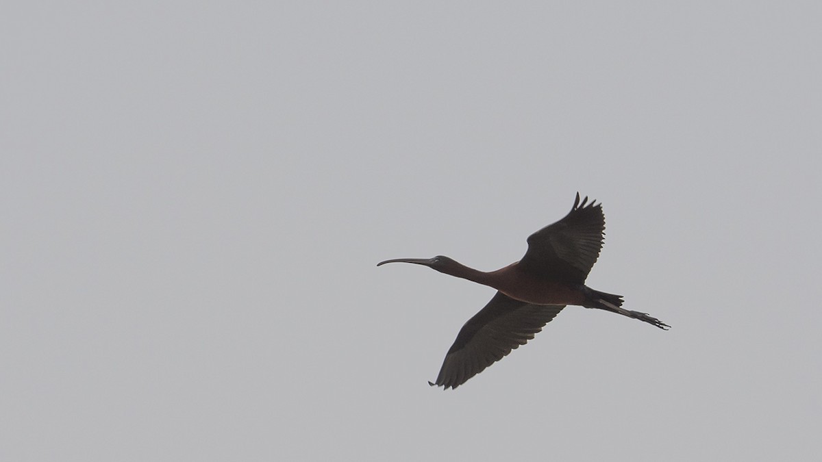 bronseibis - ML617526729
