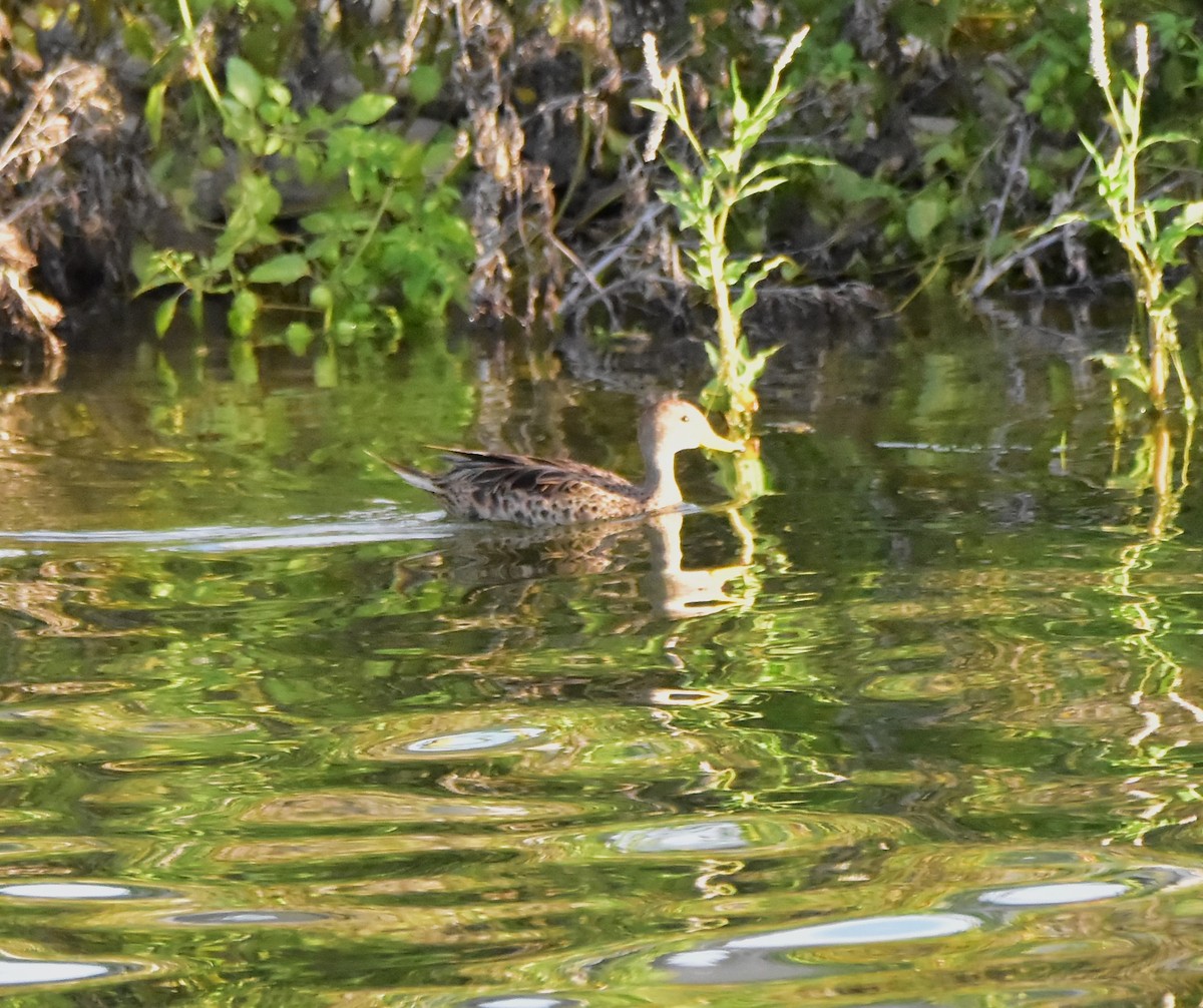 Yellow-billed Pintail - ML617526734