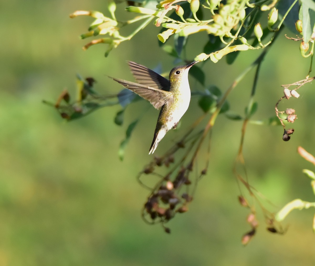 kolibřík bělobřichý - ML617526740
