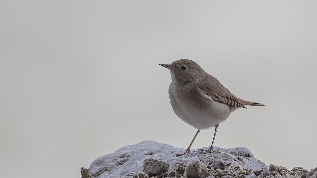 Cetti's Warbler - ML617526744