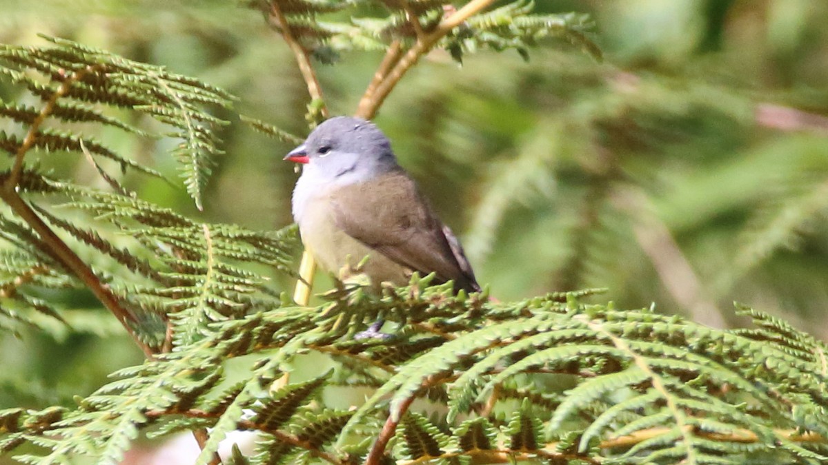 Yellow-bellied Waxbill - ML617526774