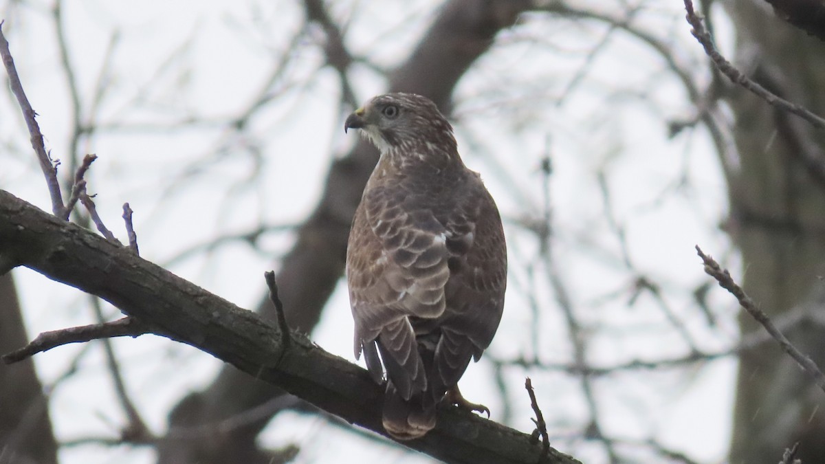 Broad-winged Hawk - ML617526804