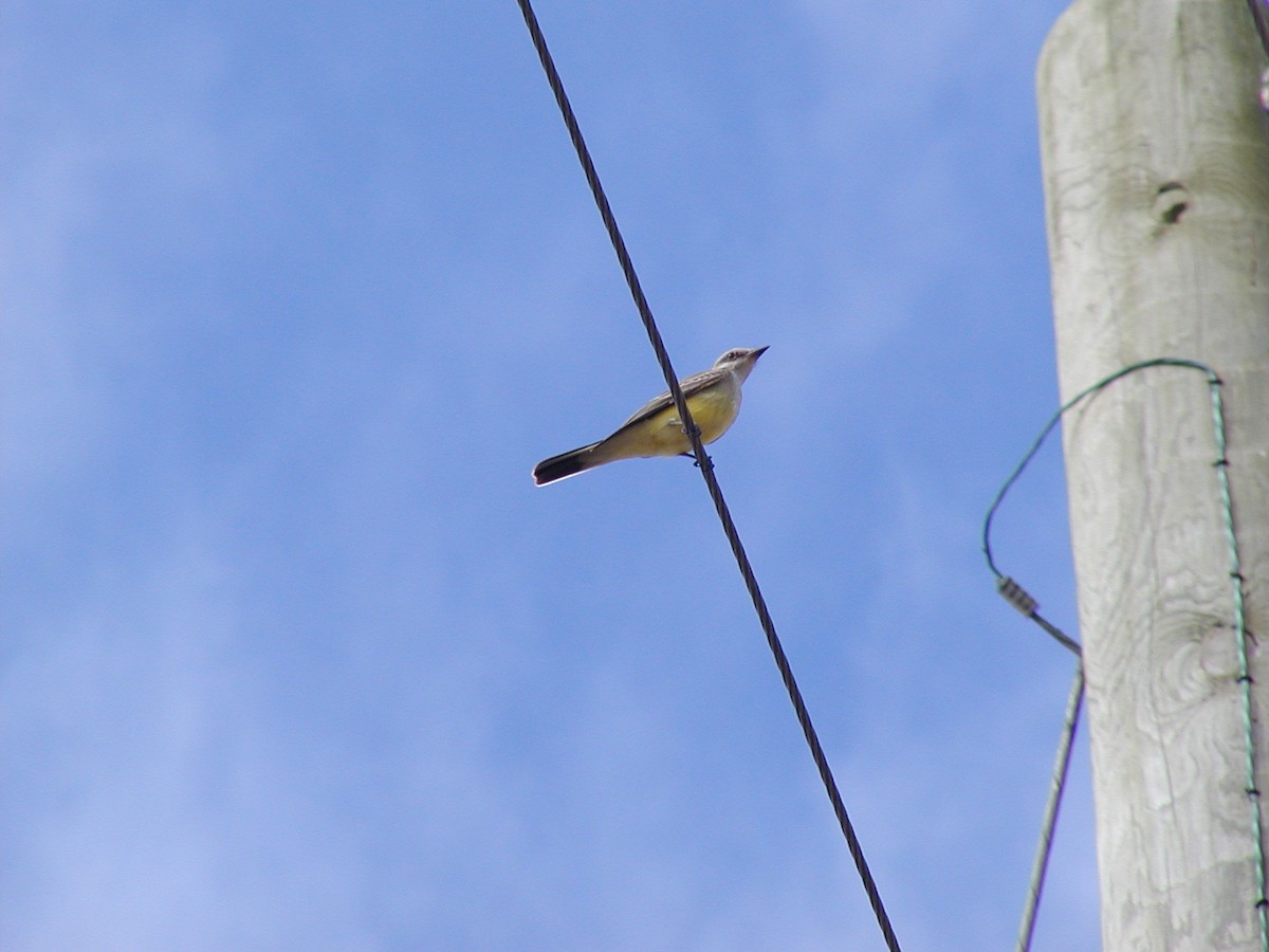 Western Kingbird - ML617526829