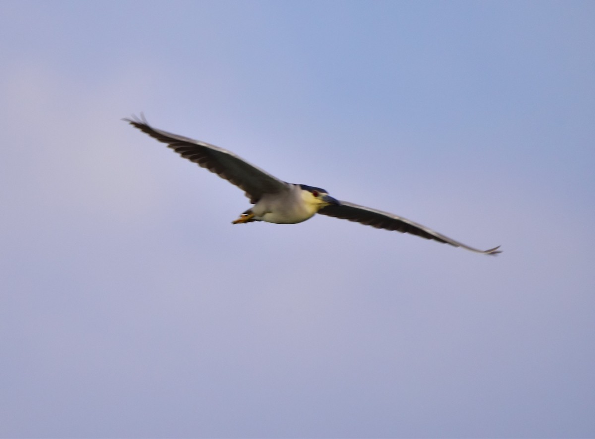 Black-crowned Night Heron - ML617526847