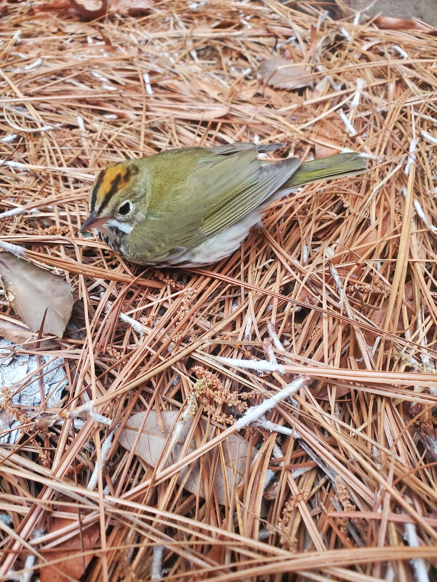 Ovenbird - ML617526855