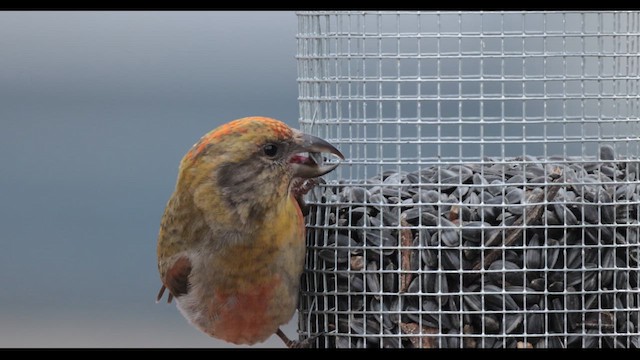 Red Crossbill - ML617526865