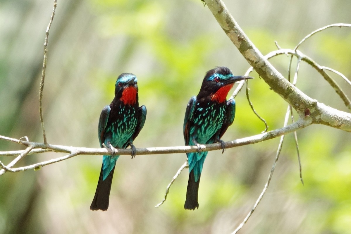 Black Bee-eater - Carl Haynie