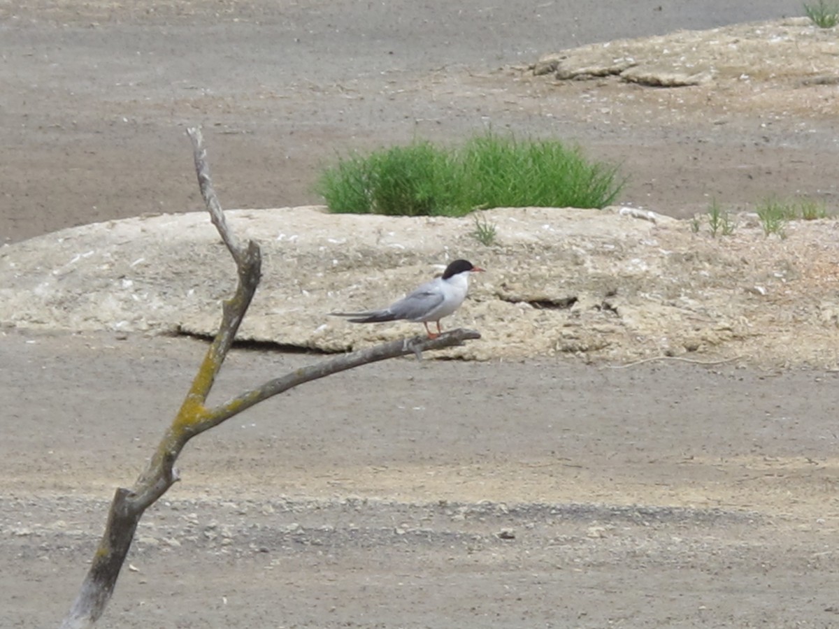 Common Tern - ML617526896