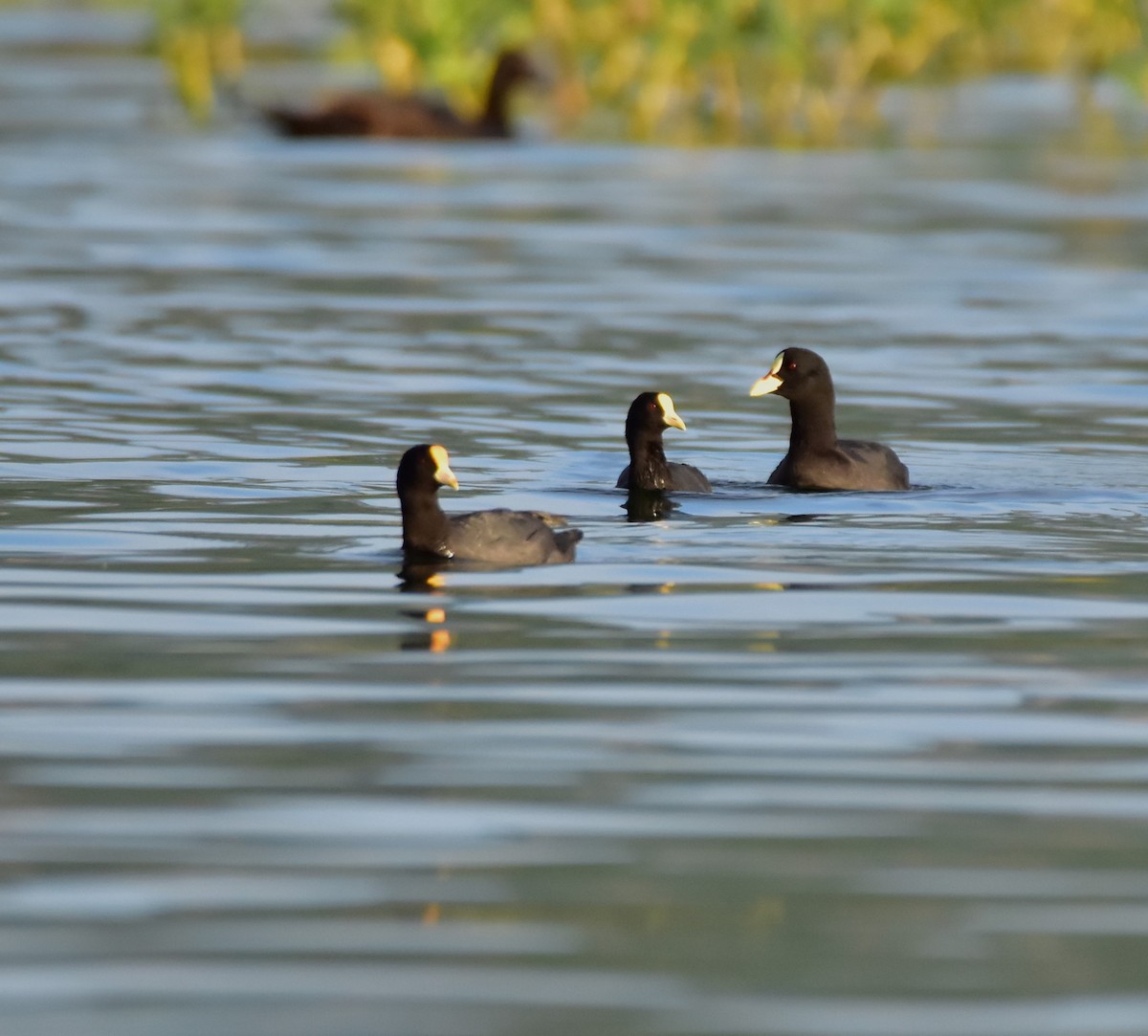 White-winged Coot - Pia Minestroni