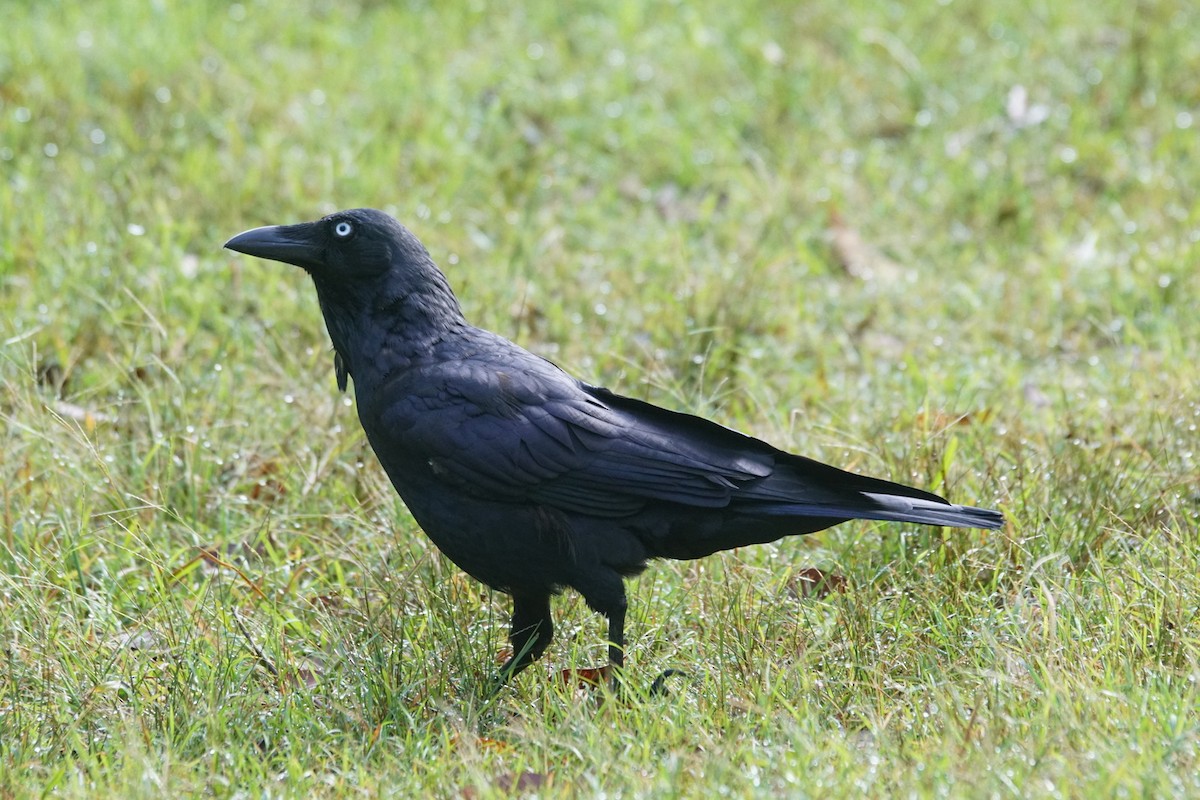 Australian Raven - ML617526909