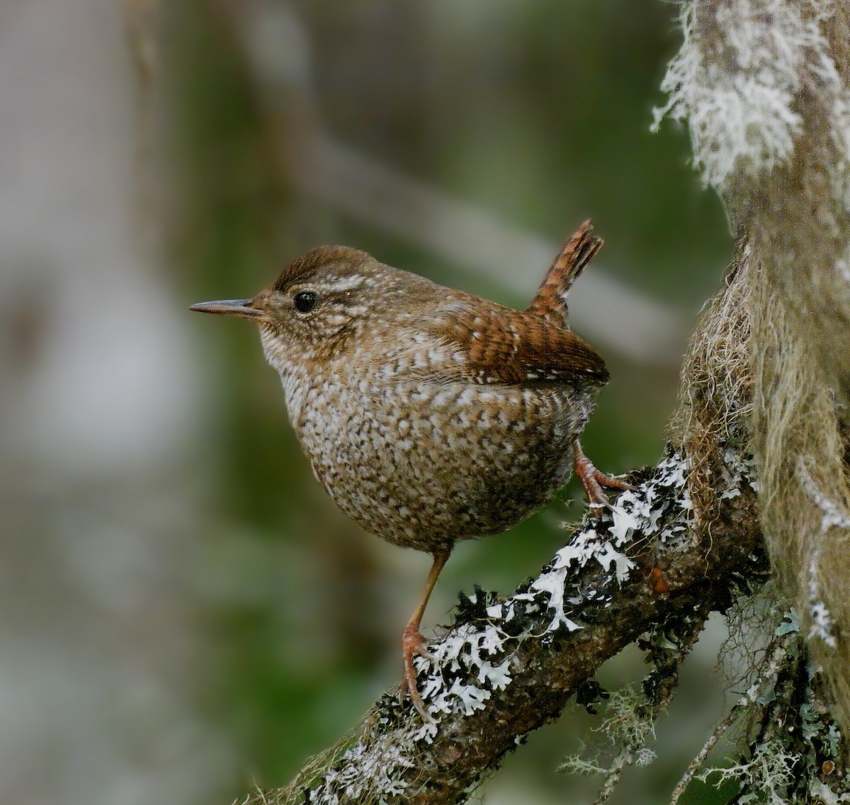 Winter Wren - ML617526941