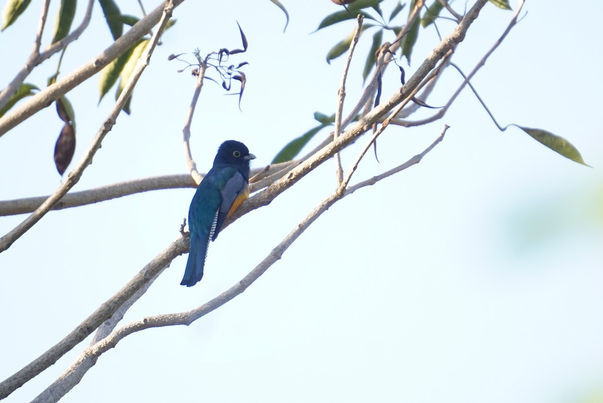 Gartered Trogon - Julio César Loyo