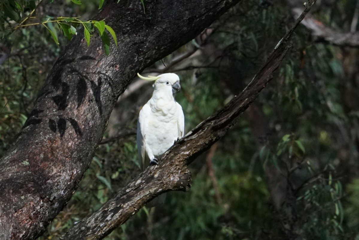 Sulphur-crested Cockatoo - ML617527001