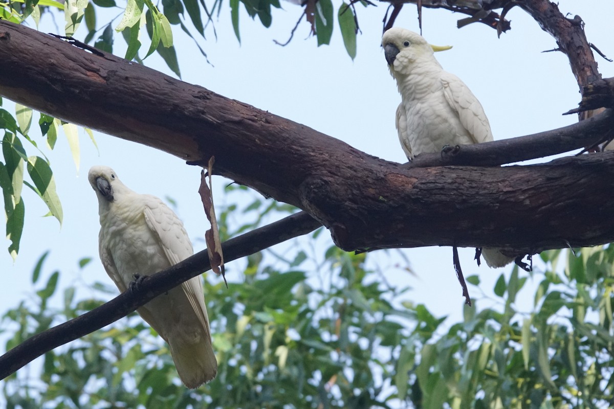 Sulphur-crested Cockatoo - ML617527002