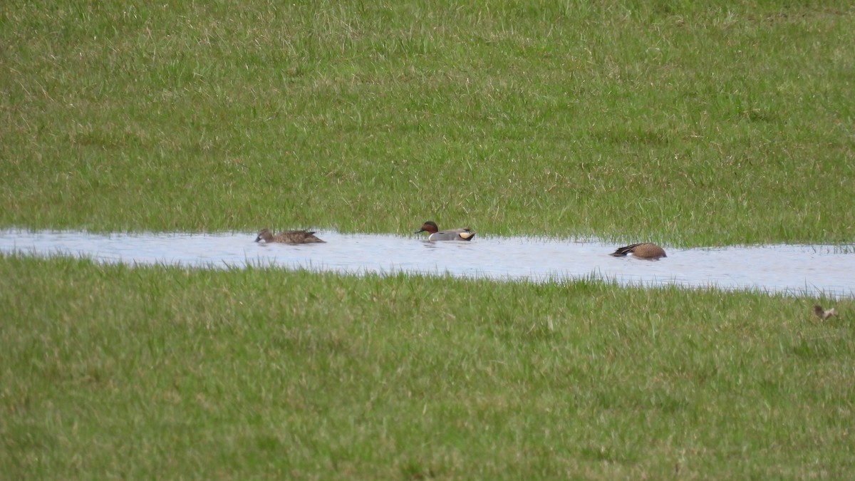 Green-winged Teal - ML617527020