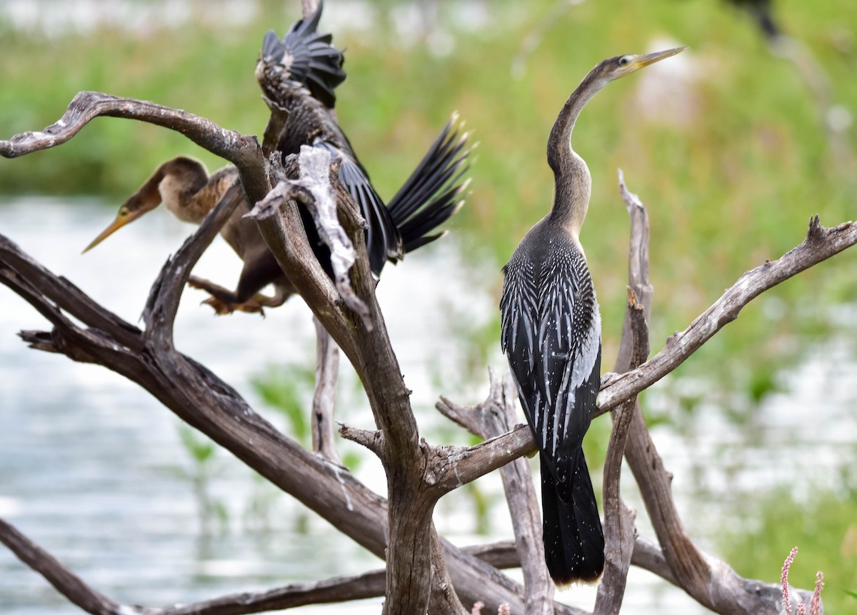 anhinga americká - ML617527035