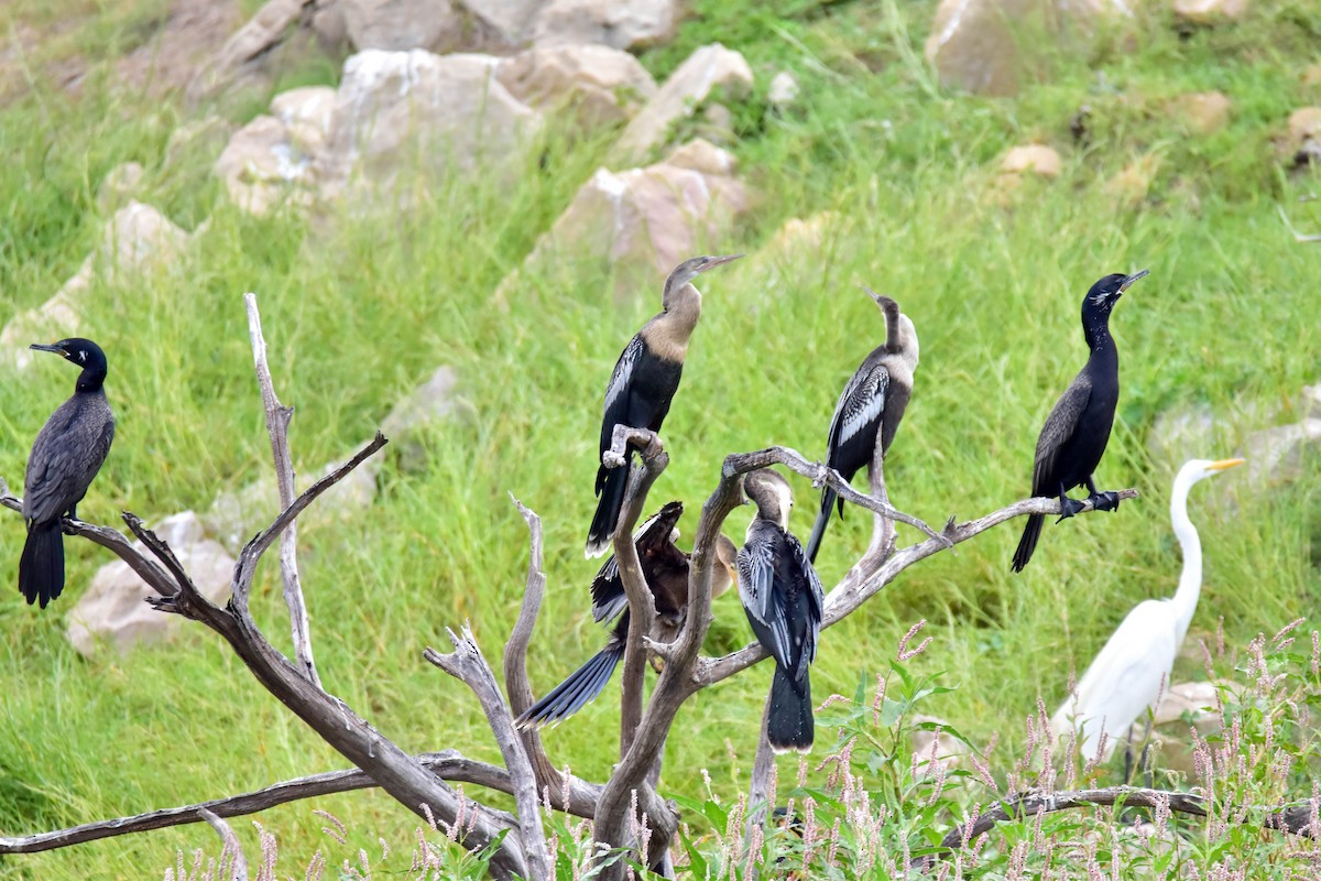 anhinga americká - ML617527036