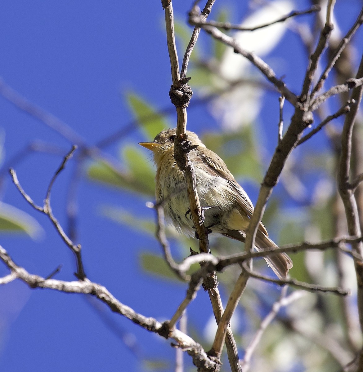 Buff-breasted Flycatcher - Ron Wilson