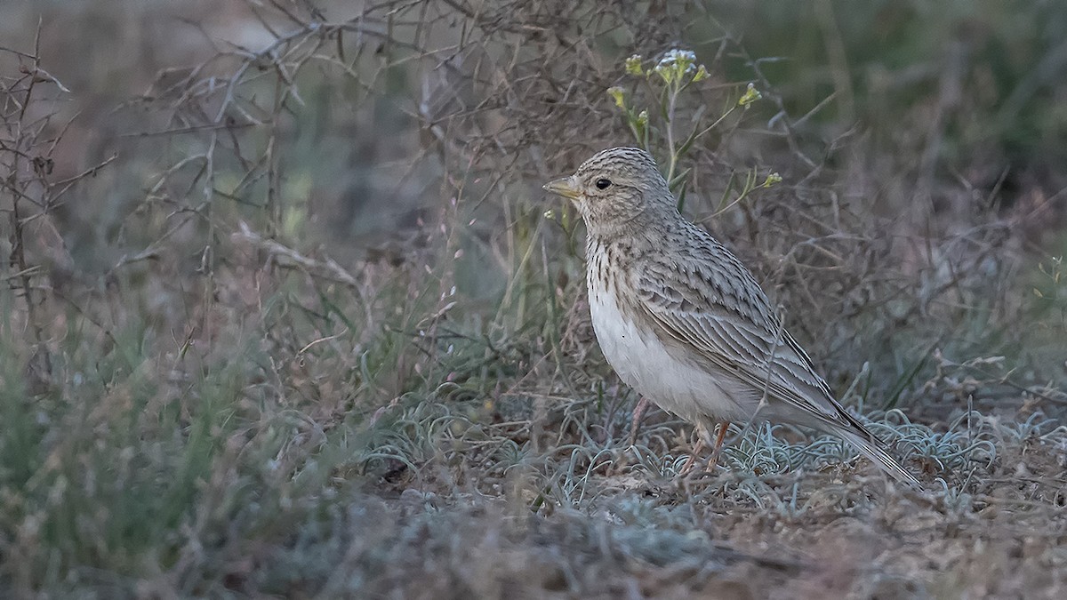 Mediterranean Short-toed Lark - Engin BIYIKOĞLU