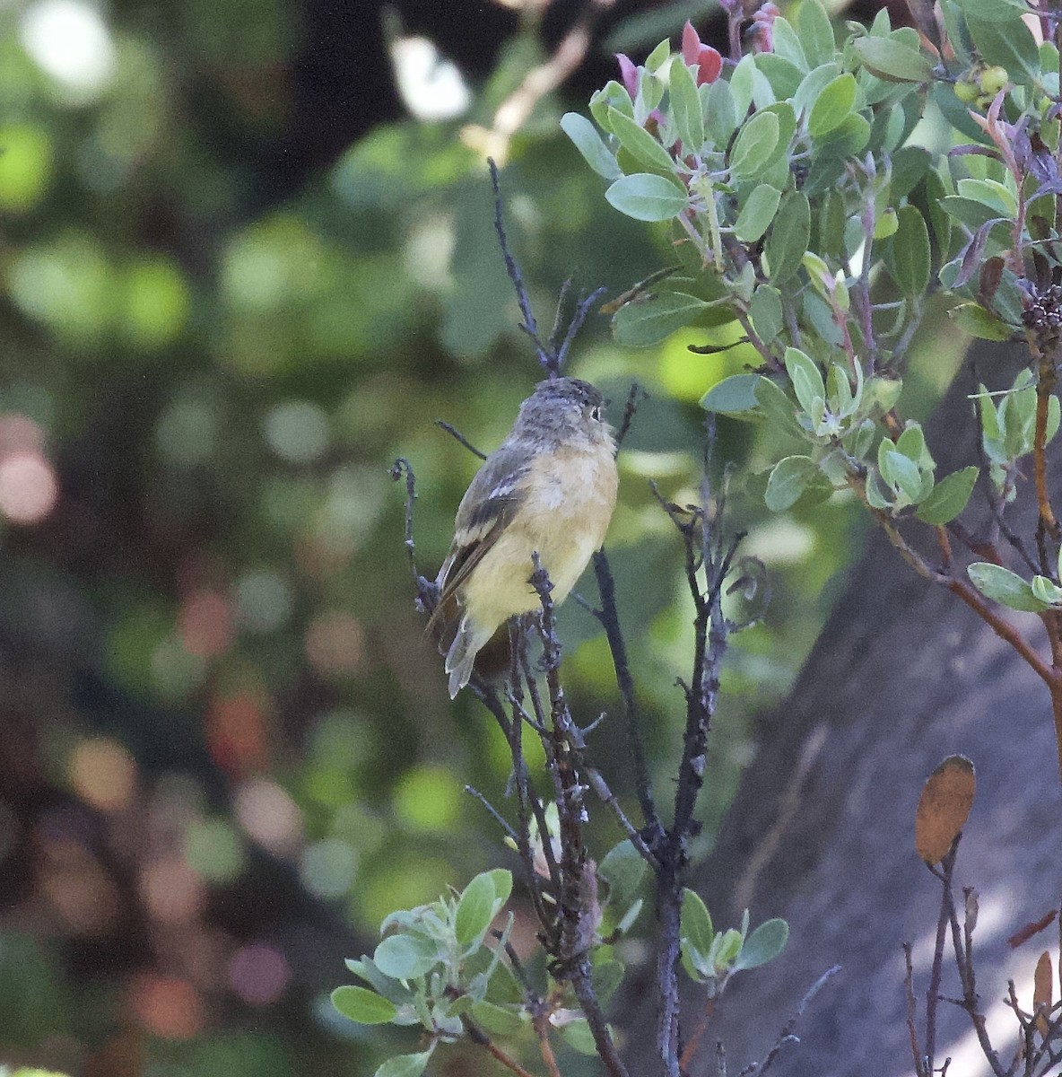 Buff-breasted Flycatcher - Ron Wilson