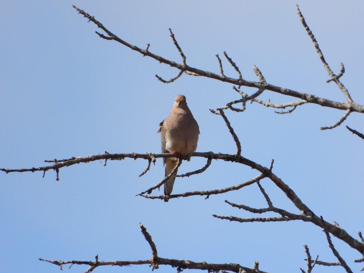 Mourning Dove - ML617527084