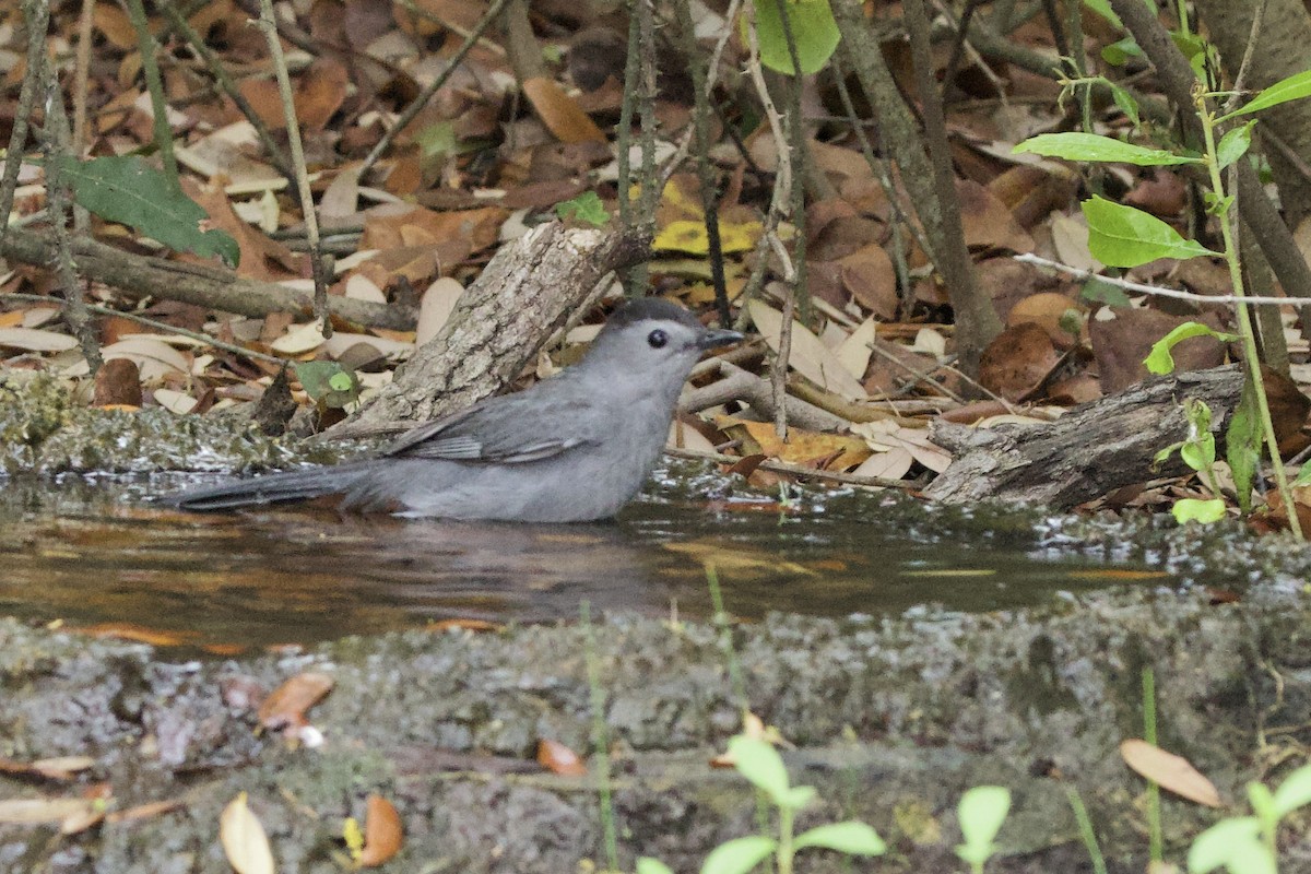 Pájaro Gato Gris - ML617527085