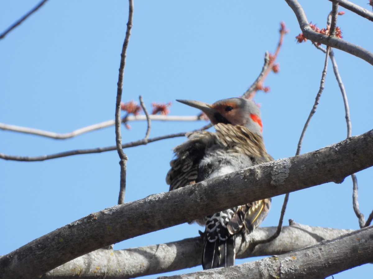 Northern Flicker - ML617527100