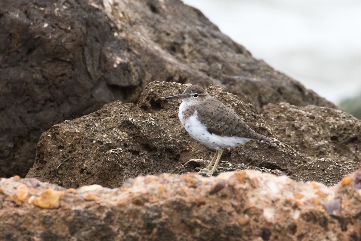 Spotted Sandpiper - ML617527101