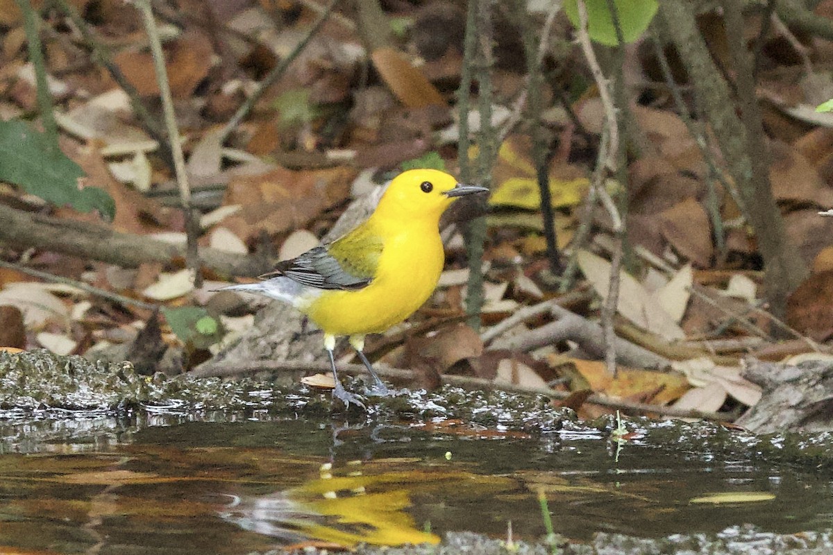 Prothonotary Warbler - ML617527112