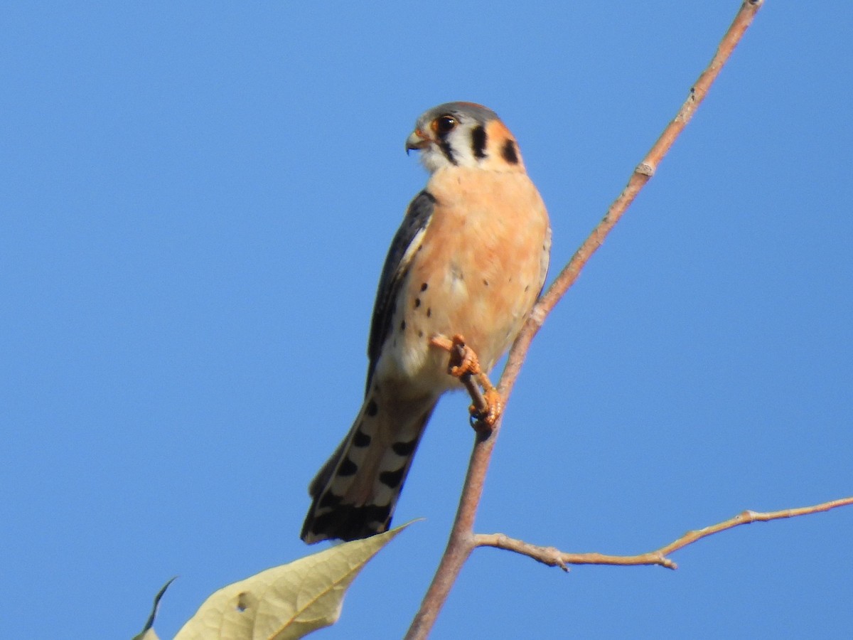 American Kestrel - ML617527151