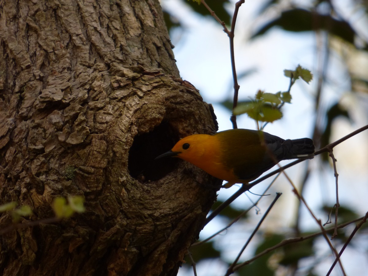 Prothonotary Warbler - ML617527178
