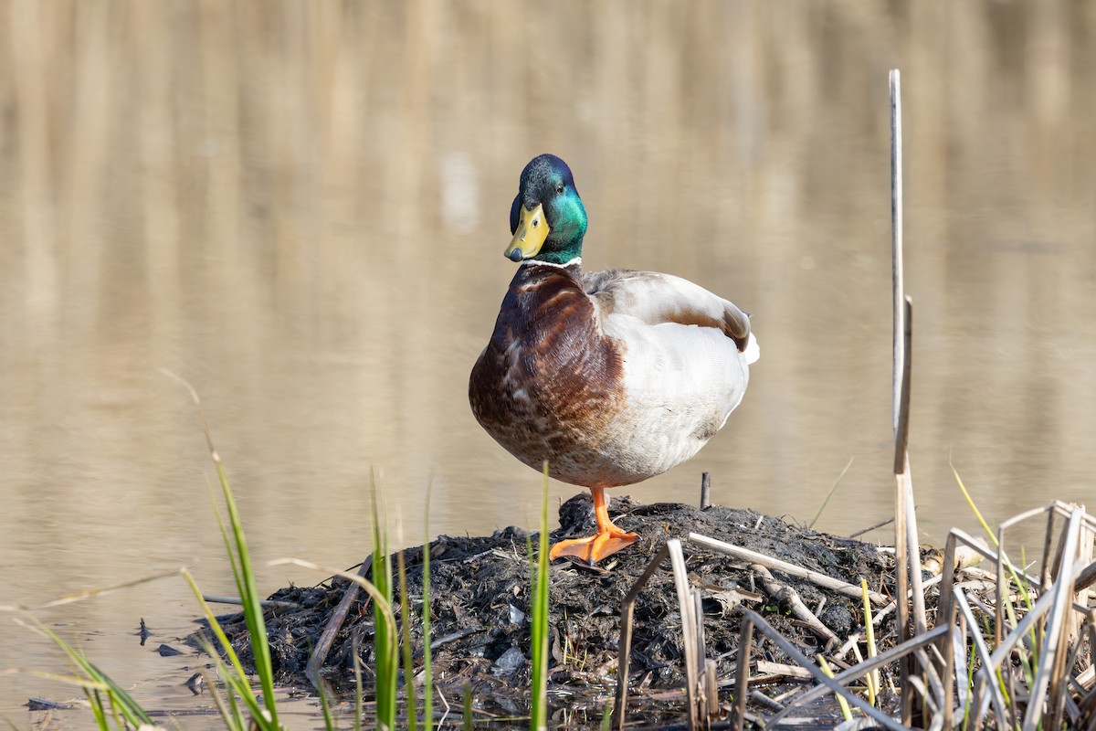 Mallard - ML617527180