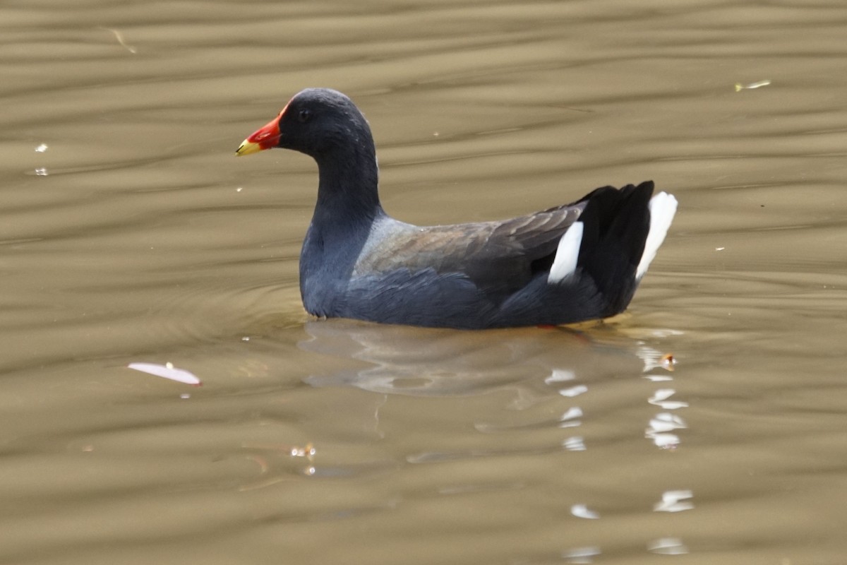 Dusky Moorhen - Mike Pennington