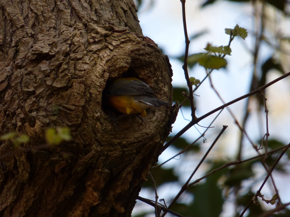 Prothonotary Warbler - ML617527183