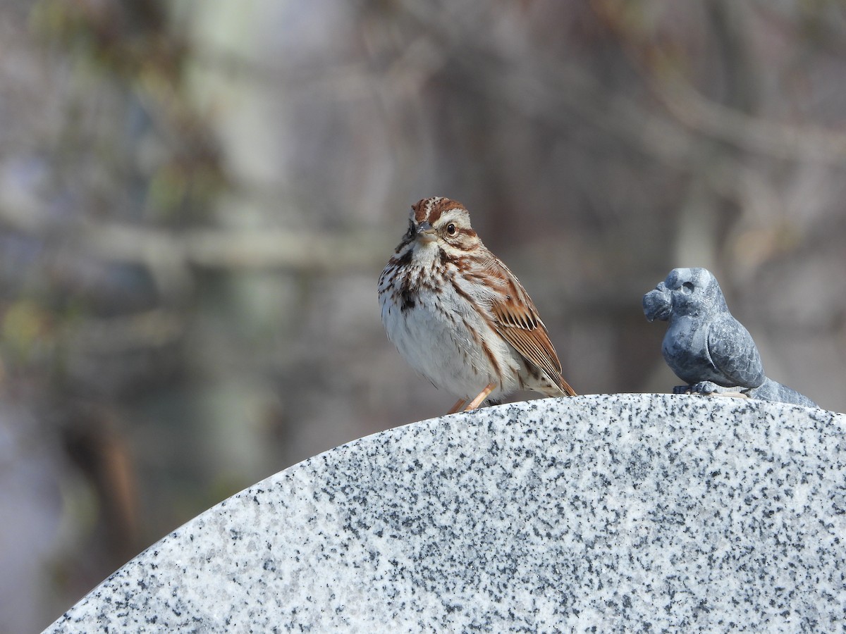 Song Sparrow - ML617527185