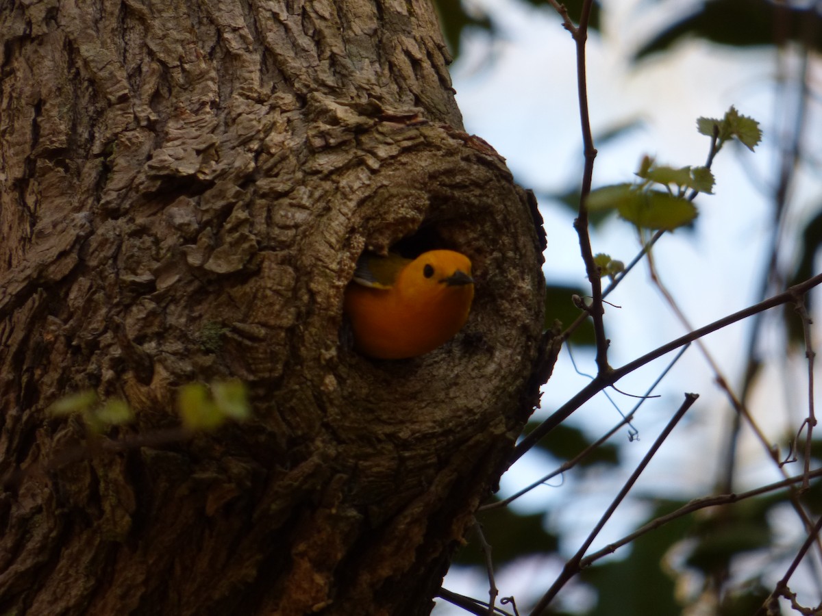 Prothonotary Warbler - ML617527187