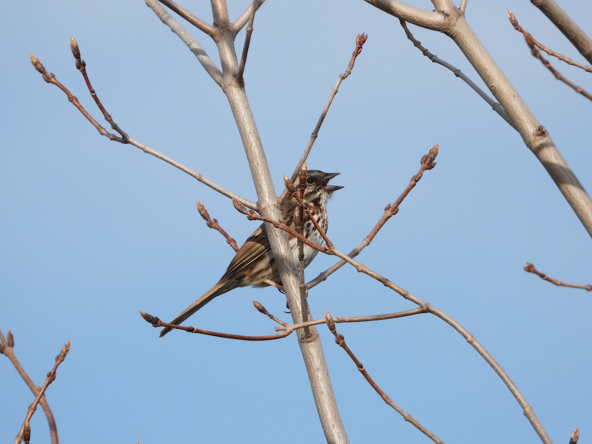 Song Sparrow - Serge Benoit