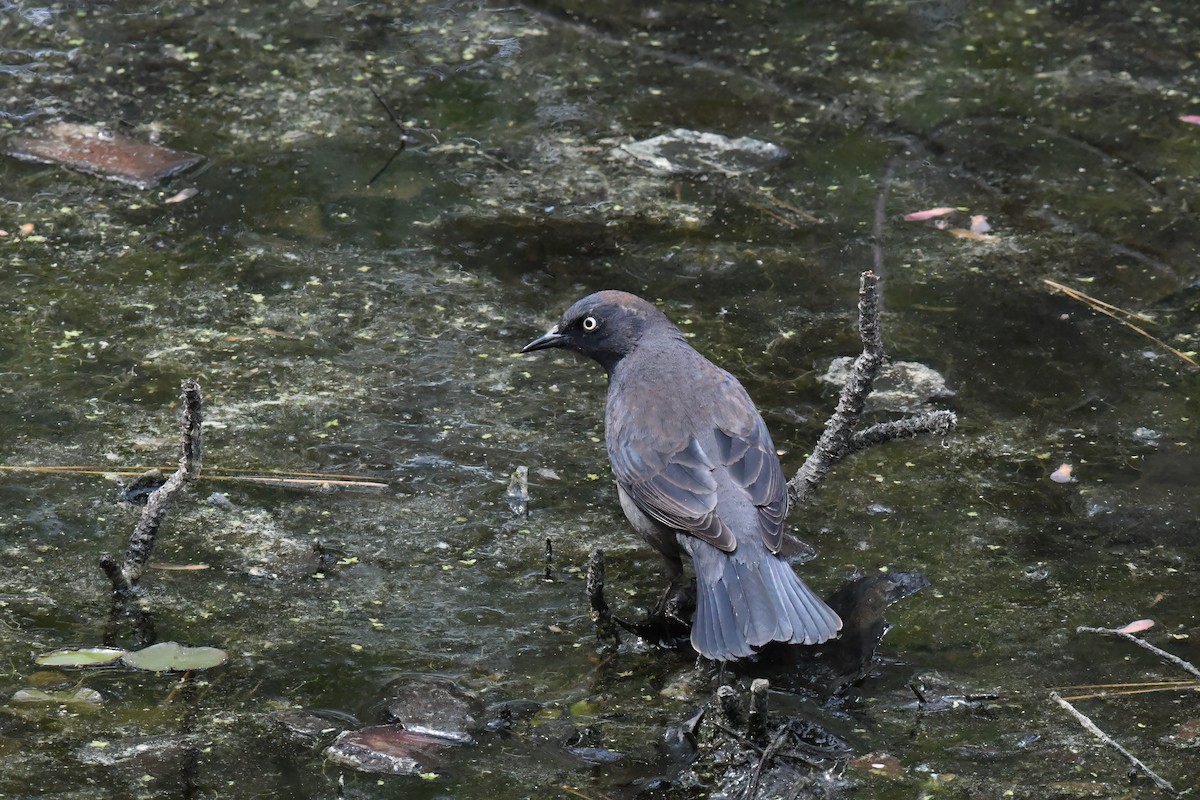 Rusty Blackbird - Bill Williams