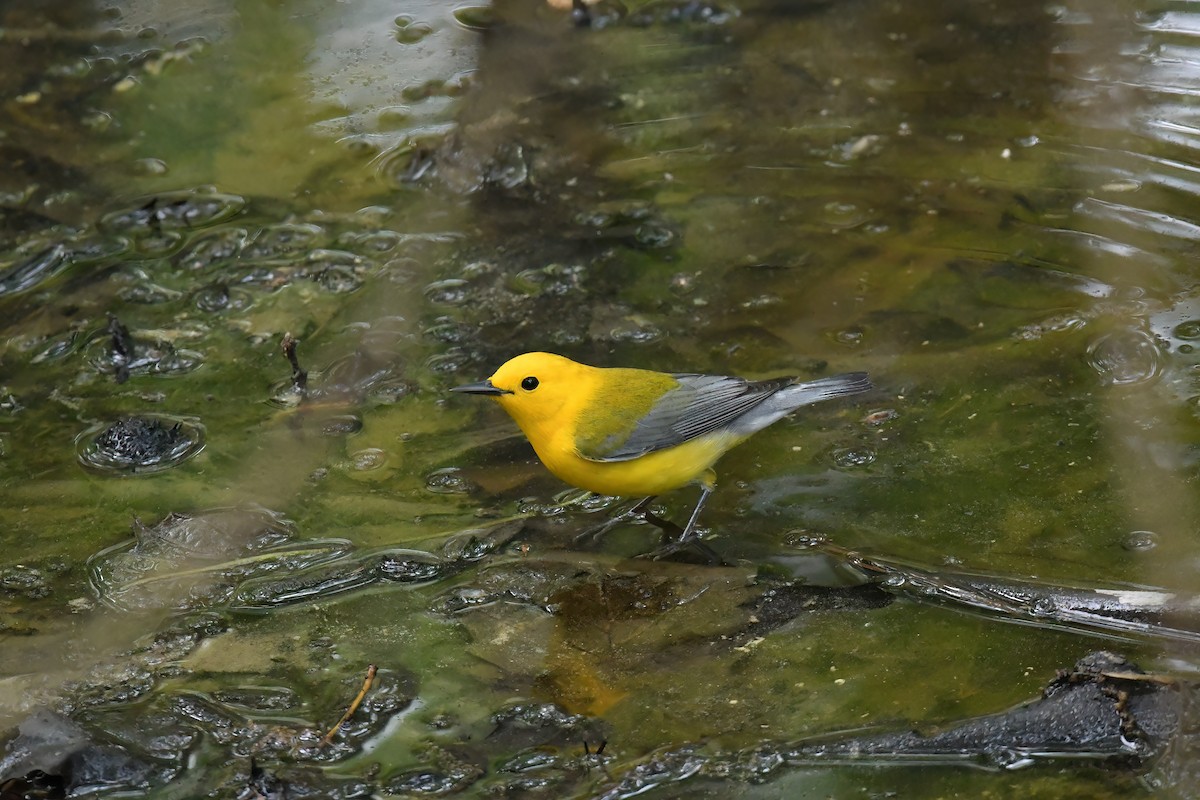 Prothonotary Warbler - Bill Williams