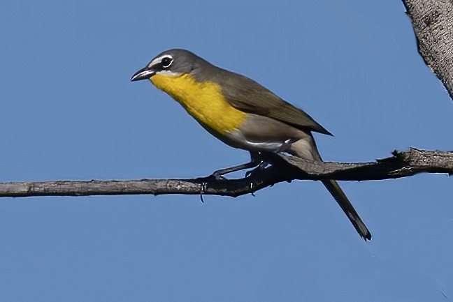 Yellow-breasted Chat - ML617527252